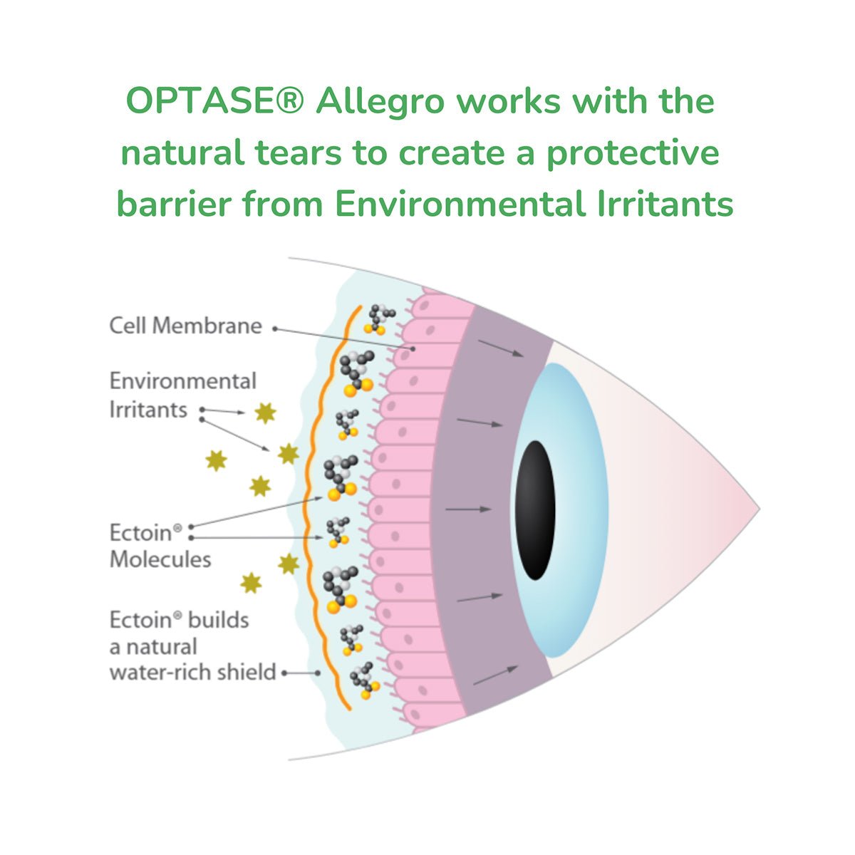 The diagram shows how Optase Allegro Eye Drops for allergy-related dry eye symptoms (10mL) offer fast relief by illustrating eye layers with labels for cell membrane, environmental irritants, and ectoin molecules. Text explains ectoin forms a water-rich shield against irritants, providing preservative-free protection.