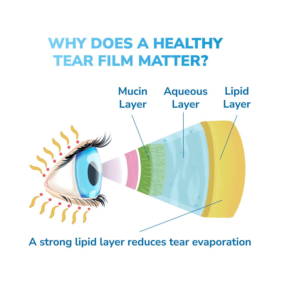 The Optase Daily Routine Dry Eye Bundle features a diagram of an eye with mucin, aqueous, and lipid layers labeled. Text states, Why does a healthy tear film matter? and emphasizes that a strong lipid layer minimizes tear evaporation, underscoring the need for good eyelid hygiene.