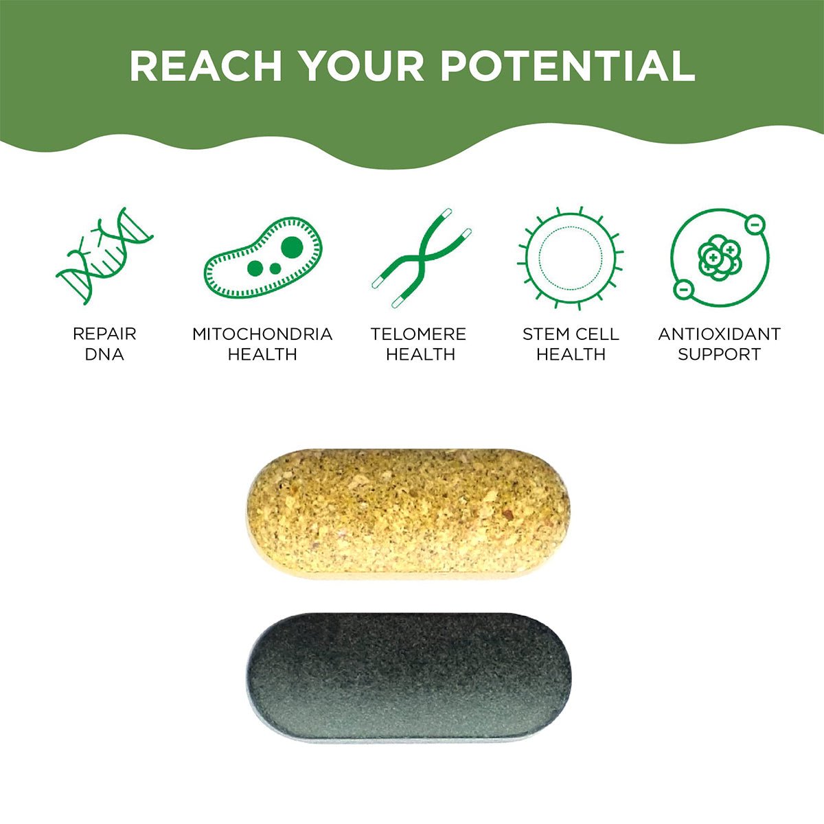 An image with REACH YOUR POTENTIAL and icons for Repair DNA, Mitochondria Health, Telomere Health, Stem Cell Health, Antioxidant Support features. Below are light brown and dark green capsules representing HealthyCell AM PM Healthspan Vitamins by HealthyCell for optimal cell health.